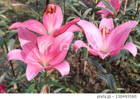 Lilium longiflorum, commonly known as the Easter lily flower plant 138493560