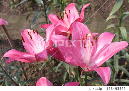 Lilium longiflorum, commonly known as the Easter lily flower plant 138493563