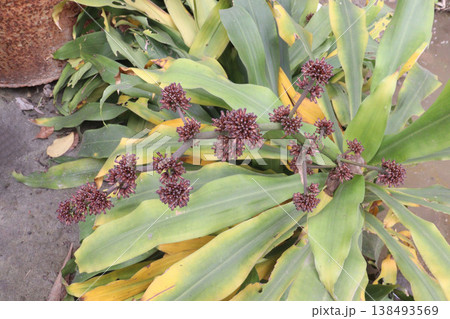 Dracaena fragrans leaf plant on farm Dracaena fragrans leaf plant on farm 138493569
