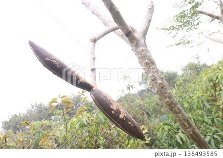 frangipani flower plant on farm 138493585