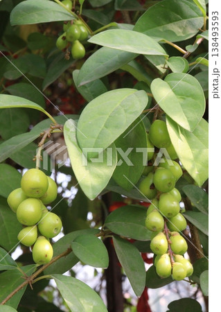 Gmelina philippensis flower plant on nursery Gmelina philippensis flower plant on nursery 138493593