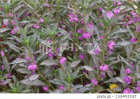 Impatiens balsamina flower plant on bag Impatiens balsamina flower plant on bag 138493597