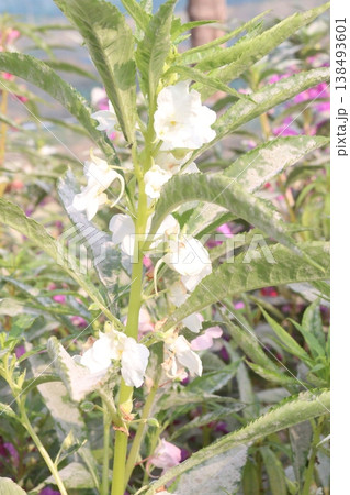 Impatiens balsamina flower plant on bag Impatiens balsamina flower plant on bag 138493601