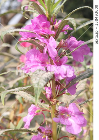 Impatiens balsamina flower plant on bag Impatiens balsamina flower plant on bag 138493609