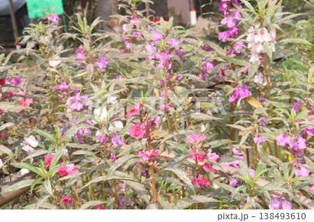 Impatiens balsamina flower plant on bag Impatiens balsamina flower plant on bag 138493610
