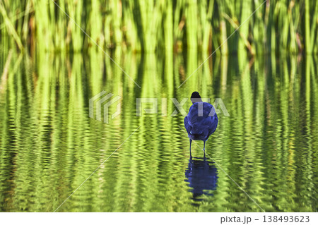Common Gallinule in Wetlands Park Reflected in Water with Lush Green Reeds Common Gallinule in Wetlands Park Reflected in Water with Lush Green Reeds 138493623