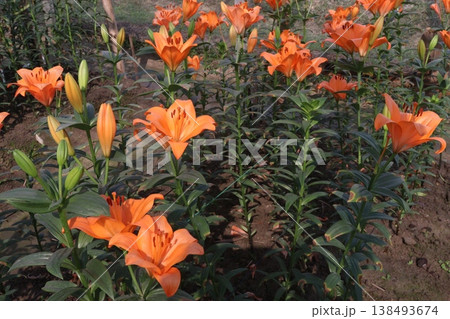Lilium longiflorum, commonly known as the Easter lily flower plant 138493674