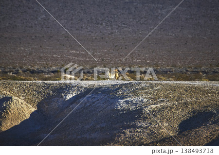 Coyote Standing on Desert Ridge in Nevada Tule Springs Fossil Beds Sunlit Landscape 138493718
