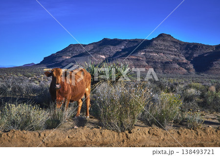 Cow in Mojave Desert Landscape With Mountains and Native Vegetation California Cow in Mojave Desert Landscape With Mountains and Native Vegetation California 138493721