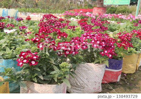 Dianthus flower plant on bag in farm for harvest Dianthus flower plant on bag in farm for harvest 138493729
