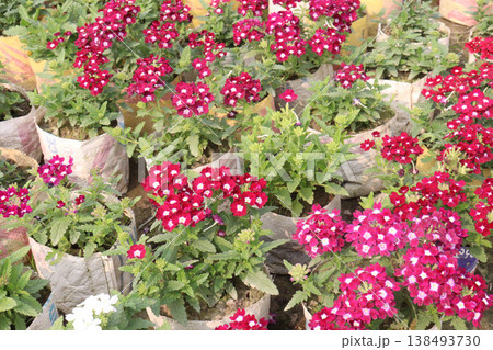 Dianthus flower plant on bag in farm for harvest 138493730