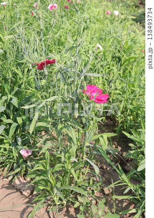 Dianthus flower plant on bag in farm for harvest Dianthus flower plant on bag in farm for harvest 138493734