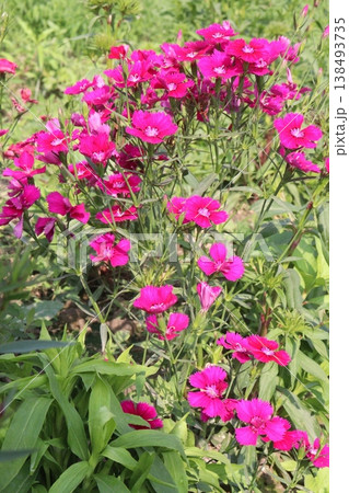 Dianthus flower plant on bag in farm for harvest Dianthus flower plant on bag in farm for harvest 138493735