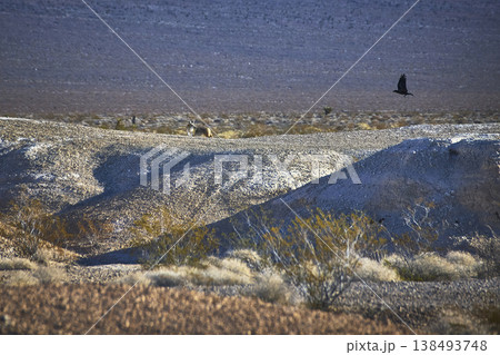 Coyote and Raven in Rugged Nevada Desert Hills with Sparse Vegetation 138493748