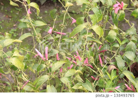 Dianthera nodosa or Justicia brasiliana flower plant bag 138493765