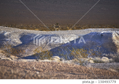Coyote on Desert Ridge in Tule Springs Fossil Bed Nevada with Rugged Landscape 138493779