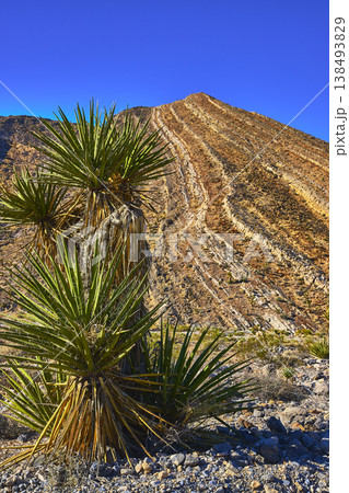 Joshua Tree and Rocky Hill Under Clear Blue Sky in Arid Nevada Desert Joshua Tree and Rocky Hill Under Clear Blue Sky in Arid Nevada Desert 138493829