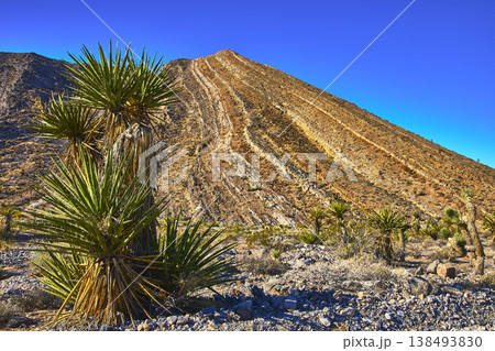 Joshua Tree Cluster and Rugged Desert Hill Under Blue Sky Nevada Joshua Tree Cluster and Rugged Desert Hill Under Blue Sky Nevada 138493830