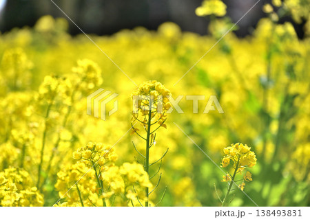 菜の花とサクラ ハナモモ 138493831