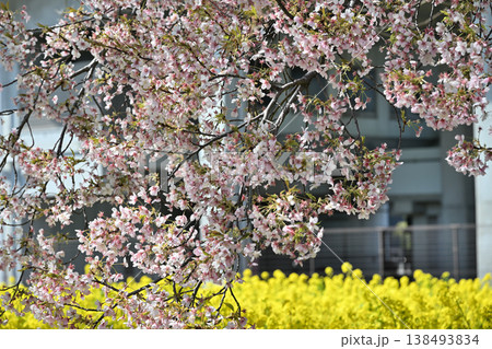 菜の花とサクラ ハナモモ 菜の花とサクラ ハナモモ 138493834
