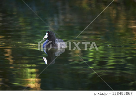 Golden Hour Bird Reflected on Tranquil Water in Nature with Lush Green Surroundings 138493867