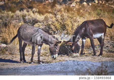 Wild Burros Grazing in Sunlit Desert Landscape Near Beatty Nevada 138493868