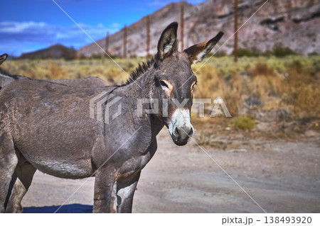 Wild Burro in Desert Landscape with Mountains and Dry Grass Nevada Wild Burro in Desert Landscape with Mountains and Dry Grass Nevada 138493920