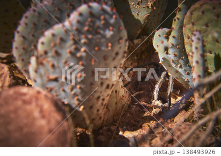 Tarantula and Prickly Pear Cactus in Desert Habitat with Calico Rock Details Tarantula and Prickly Pear Cactus in Desert Habitat with Calico Rock Details 138493926