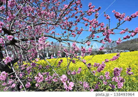 菜の花とサクラ ハナモモ 菜の花とサクラ ハナモモ 138493964