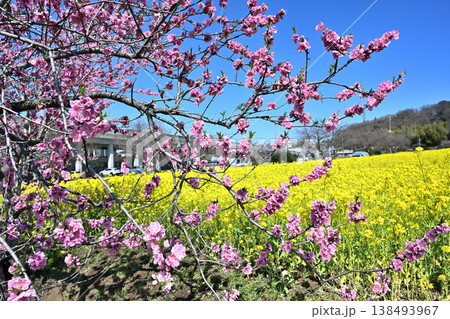 菜の花とサクラ ハナモモ 菜の花とサクラ ハナモモ 138493967