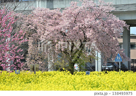 菜の花とサクラ ハナモモ 菜の花とサクラ ハナモモ 138493975