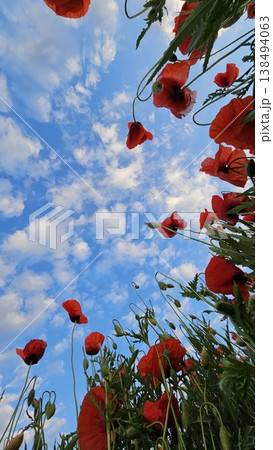 Wild Red Poppies Reaching Toward the Sky Wild Red Poppies Reaching Toward the Sky 138494063