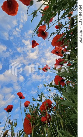 Poppy Field Under Cloudy Sky Poppy Field Under Cloudy Sky 138494064