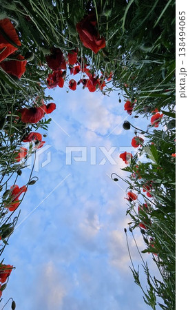 Red Poppies Against Blue Sky - Low Angle View Red Poppies Against Blue Sky - Low Angle View 138494065