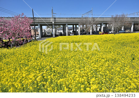 菜の花とサクラ ハナモモ 138494233