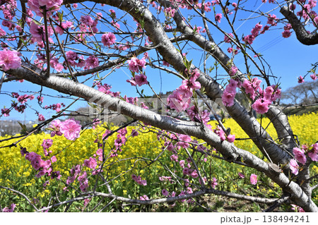 菜の花とサクラ ハナモモ 菜の花とサクラ ハナモモ 138494241