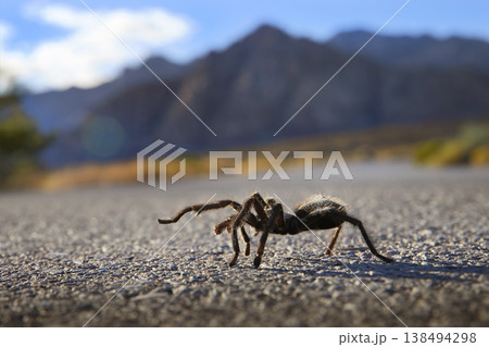 Tarantula Crossing Sunlit Road with Mountains in Background Desert Wildlife Nevada Tarantula Crossing Sunlit Road with Mountains in Background Desert Wildlife Nevada 138494298