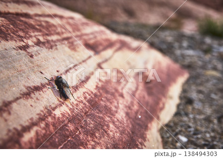 Horsefly on Striated Red Rock Surface in Desert Nevada Macro Bug Nature Horsefly on Striated Red Rock Surface in Desert Nevada Macro Bug Nature 138494303