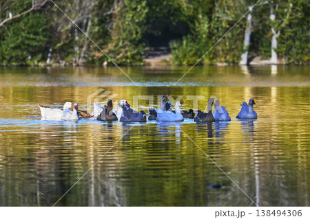 Birds Swimming Together on Tranquil Pond with Golden Hour Reflections Birds Swimming Together on Tranquil Pond with Golden Hour Reflections 138494306