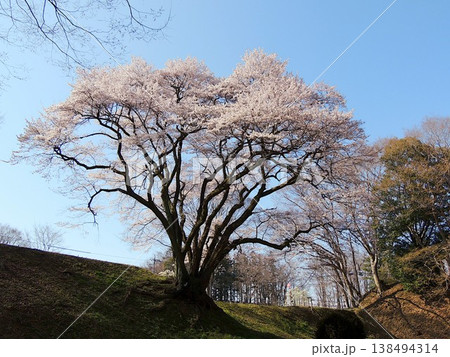 氏邦桜 エドヒガンザクラ 氏邦桜 エドヒガンザクラ 138494314