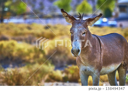 Wild Burro in Sunlit Nevada Desert Animal Wildlife in Beatty Donkey Close Up 138494347