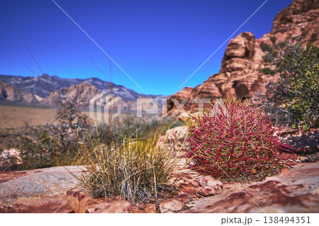 Fire Barrel Cactus and Calico Rocks in Red Rock Canyon Desert Landscape Fire Barrel Cactus and Calico Rocks in Red Rock Canyon Desert Landscape 138494351