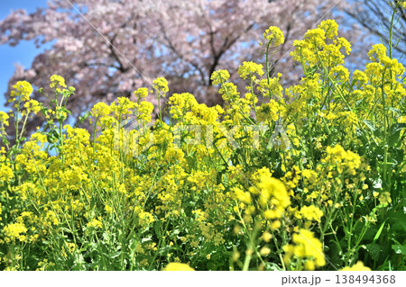 菜の花とサクラ ハナモモ 138494368