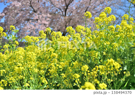 菜の花とサクラ ハナモモ 菜の花とサクラ ハナモモ 138494370