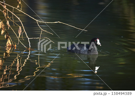 Golden Hour Bird on Water with Reflections and Autumn Branches at Floyd Lamb Park Golden Hour Bird on Water with Reflections and Autumn Branches at Floyd Lamb Park 138494389