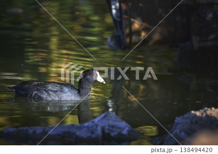 Golden Hour Water Bird Swimming in Reflected Pond Light with Natural Stone Detail 138494420