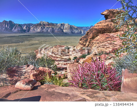 Red Rock Canyon Panoramic Landscape with Calico Sandstone and Fire Barrel Cactus Red Rock Canyon Panoramic Landscape with Calico Sandstone and Fire Barrel Cactus 138494434