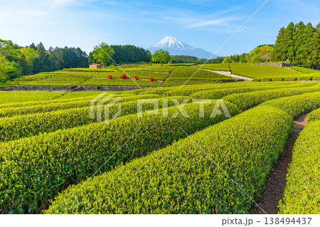 【静岡県】　富士山　茶畑　大淵笹場 138494437