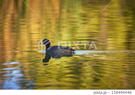 Duck Swimming in Golden Hour Reflections on Tranquil Pond Water 138494446