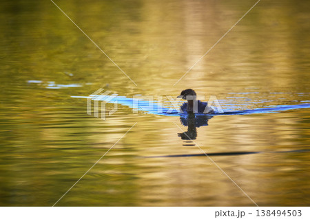Baby Bird Swimming in Golden Hour Reflections on Calm Pond Water 138494503